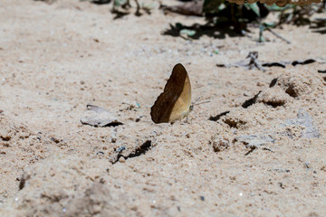 Fototapeta na wymiar A beautiful butterfly in the nature background.
