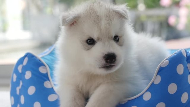 Cute siberian husky puppies playing in pet bed 