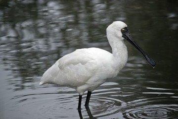 Royal spoonbill bird