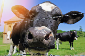 élevage bovin vaches laitières dans pré en Ardennes 