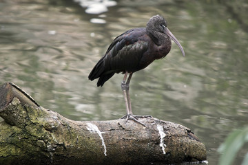 glossy ibis