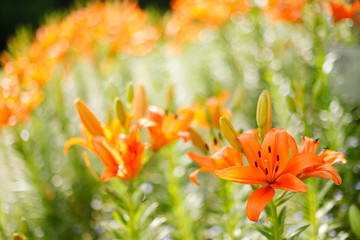 オレンジのスカシユリ