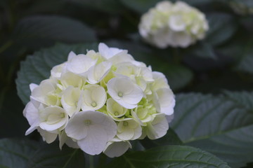 Obraz premium Biały kwiat hortensji