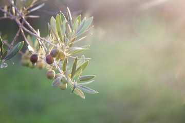 Ripe olives are on branch and tree. Green background with free space for text.
