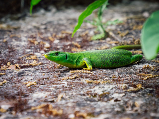Balkan green lizard Lacerta trilineata at Setnica u kanalu Sv Ante