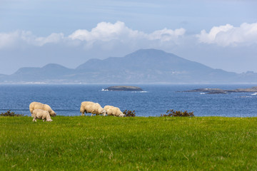 Obraz premium Pastoral landscape with the grazed sheep on the green seashore in the Mosteroy island, close to Stavanger, Norway