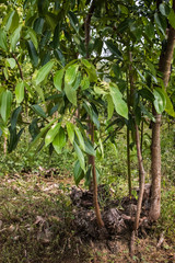 Zimtbaum, Cinnamomum verum