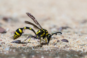 The black and yellow hornet in nature background.