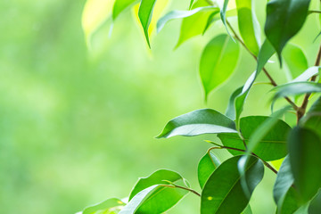 Branch of Ficus Plant on Window Sill. Fresh Vibrant Garden Greenery in the Background. Tranquility Harmony Environment Contemplation Concept. Poster Banner Template with Copy Space