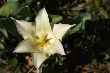 Tulip festival Ottawa Canada 2018.