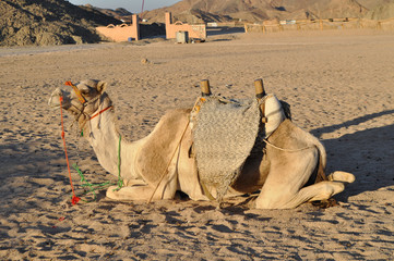 Camel in the desert under the sun in Egypt