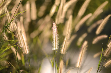 Grass flower in the wild