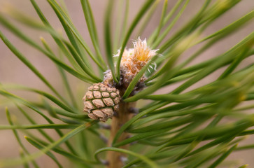 A small pine cone in a green pine tree