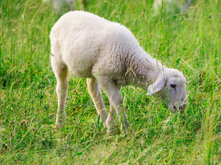 Naklejka na ściany i meble tame lamb eating fresh grass
