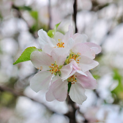 Blooming apple tree in spring time.