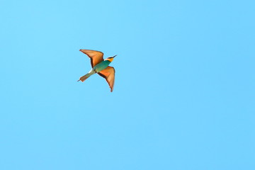 European bee-eater in flight