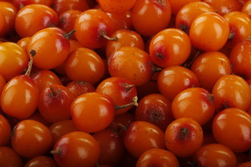 sea buckthorns background