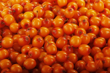 sea buckthorns background