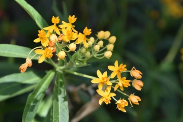 Silky gold milkweed flowers