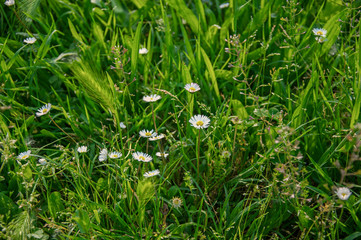 Close-up of wild wheat ear and daisy flowers in the middle of lawn in a park at the city center of Bologna, an important, cultural and artistic city. Located in Emilia-Romagna region, northern Italy