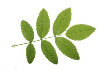 green leaves of red ashberry isoalted