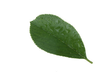 green leaf of black ashberry with water drops  isolated
