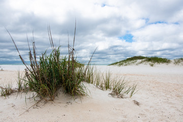 Fototapeta na wymiar Wild Dunes at Pensacola Beach National Seashore