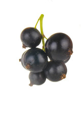 black currant bunch isolated on white background