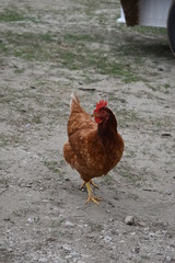 Brown chicken close up