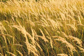 Autumn yellow grass in the rays of the evening sun