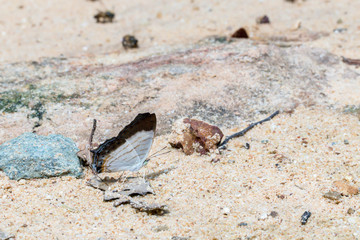 A beautiful butterfly in the nature background