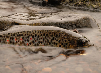 Wild Brown Trout