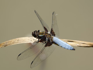 Male broad bodied chaser (Libellula depressa)