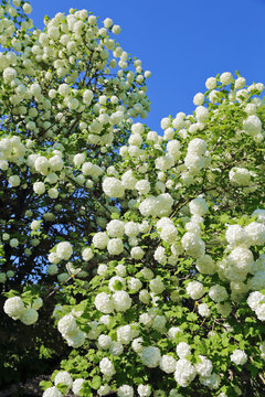 arbuste viorne obier ou boule de neige (viburnum opulus) 