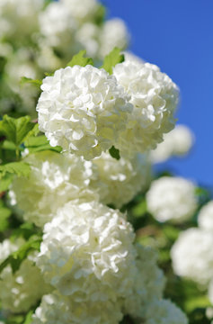 arbuste viorne obier ou boule de neige (viburnum opulus) 