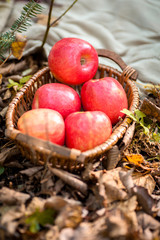 Naklejka na ściany i meble closeup of apples basket in autumn forest, brown leaves background