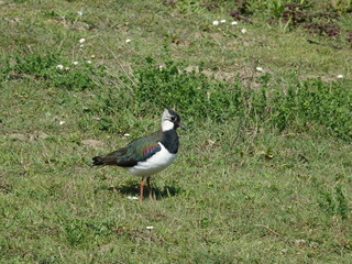 Lapwing (Vanellus vanellus)