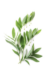 plants isolated on white background