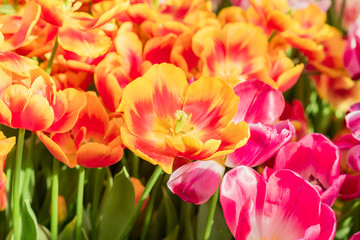 blooming field of orange and pink tulips, close up