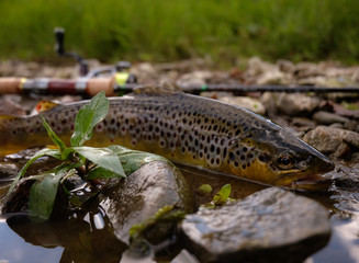 Wild Brown Trout