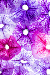 Naklejki  tło z płatków kwiatów - fioletowa petunia