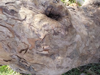 Piel de Guayabo