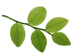 green leaves of bilberry isoalted on white background