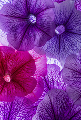 background from flower petals - purple petunia
