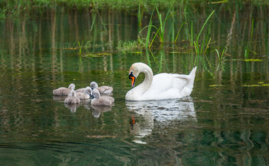 Family of swans with chicks at lake in evening, Germany