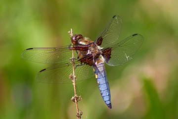 Libellula Depressa