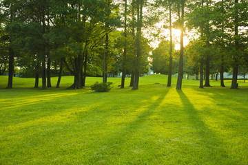 Forest sunset