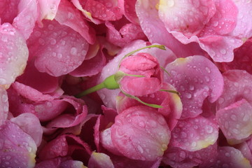 petals of rose background