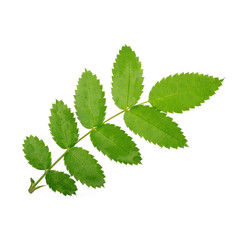 green leaves isolated on white background