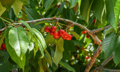 Fototapeta premium Fresh cherry on the tree